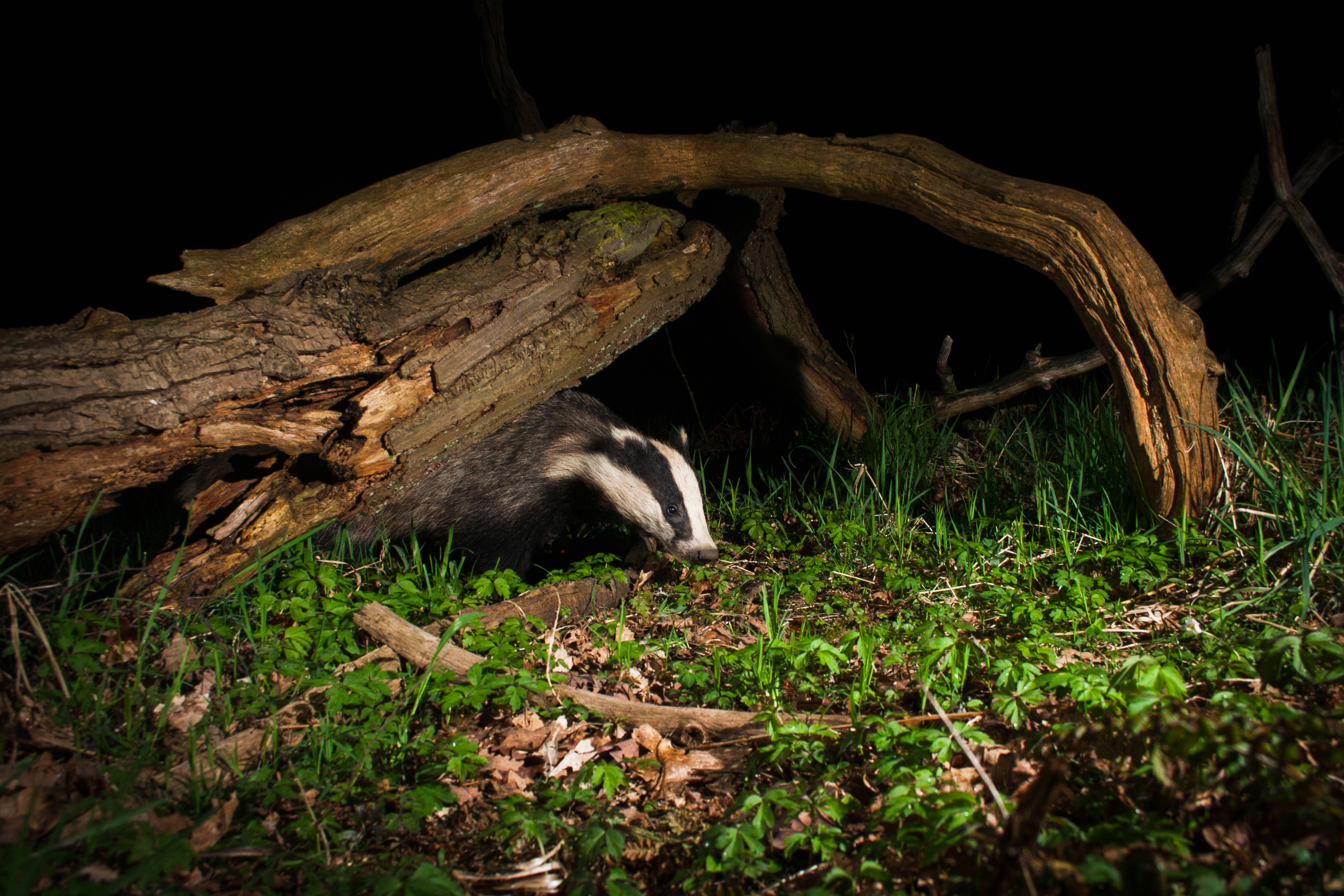 Camera Trap Project 1 by Cain Scrimgeour Camera Trap Project 1 by Cain Scrimgeour