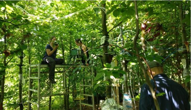 MSc Forest Science 