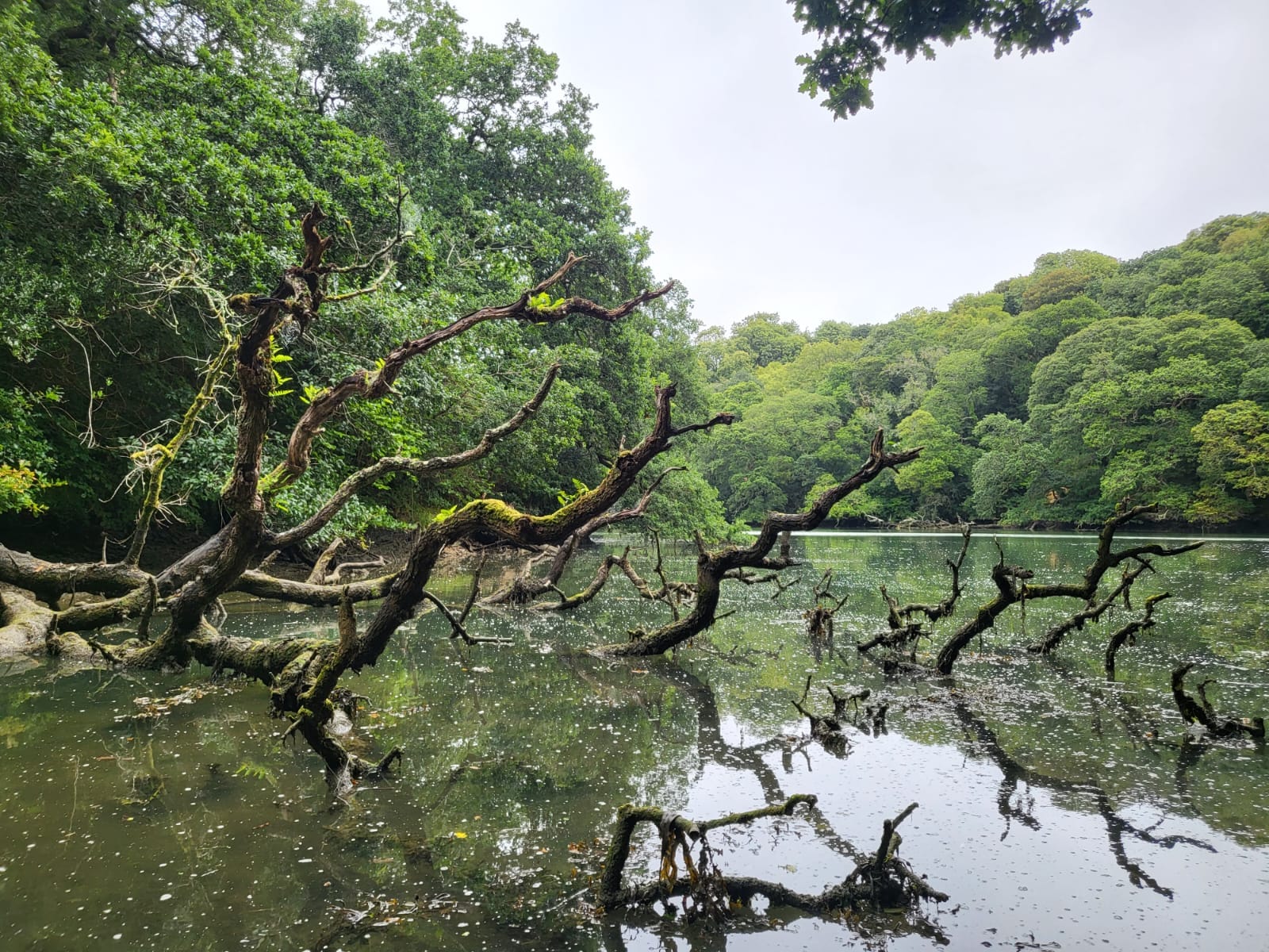 Mangrove restoration Mangrove restoration