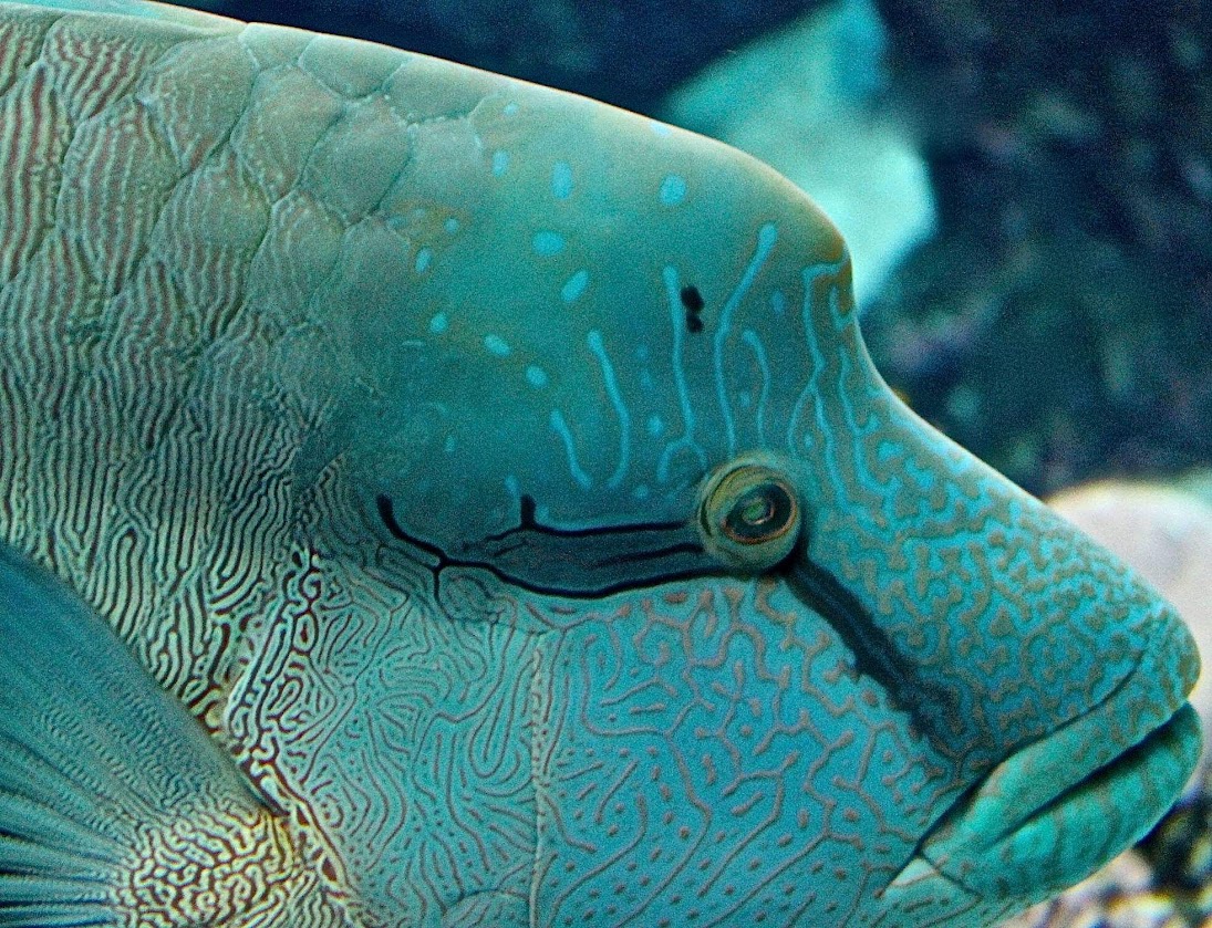 napoleonfish napoleonfish