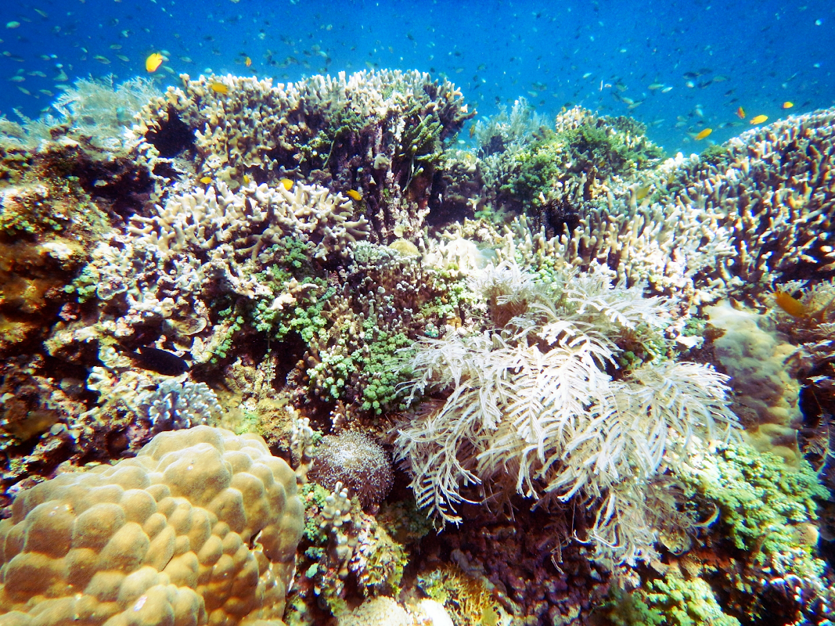 Nonoc house reef Nonoc house reef