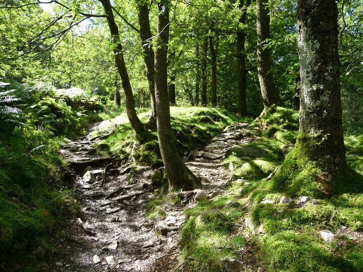 Woodland Ecology and Conservation (With Integrated Foundation Year) cover image