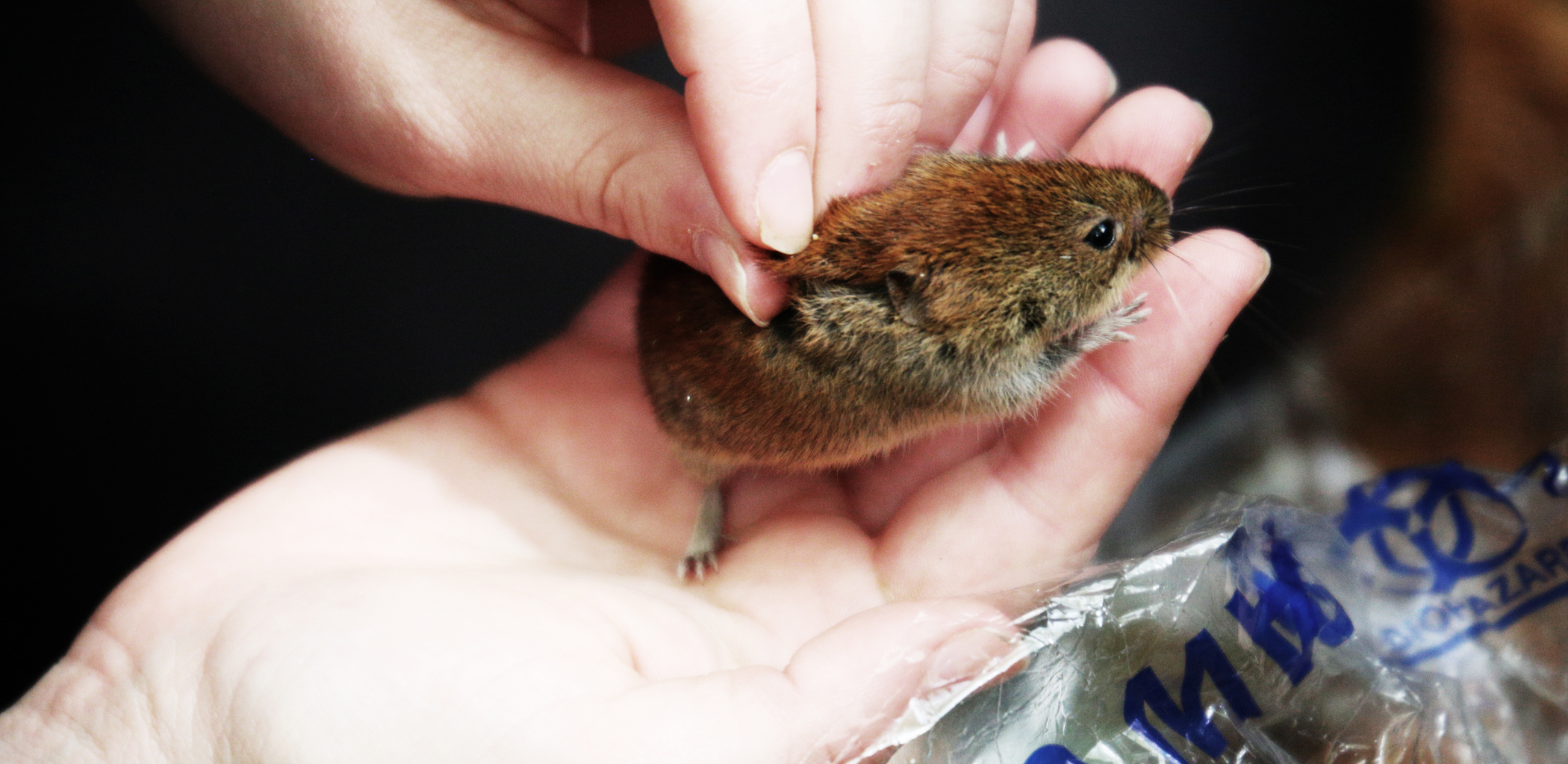 A mouse sits in a pair of hands. A mouse sits in a pair of hands.