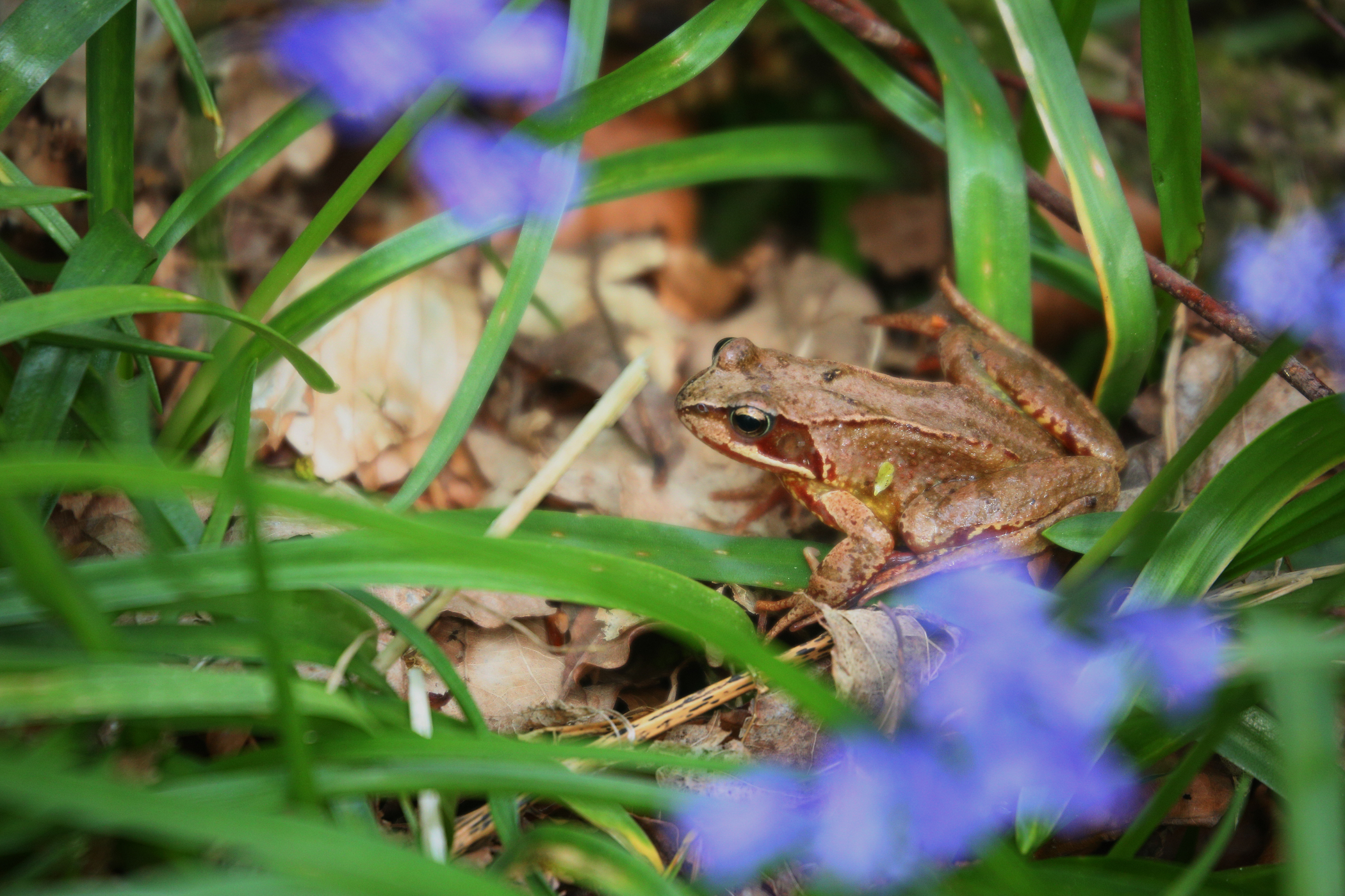 A frog sits in the grass surrounded by purple flowers. A frog sits in the grass surrounded by purple flowers.
