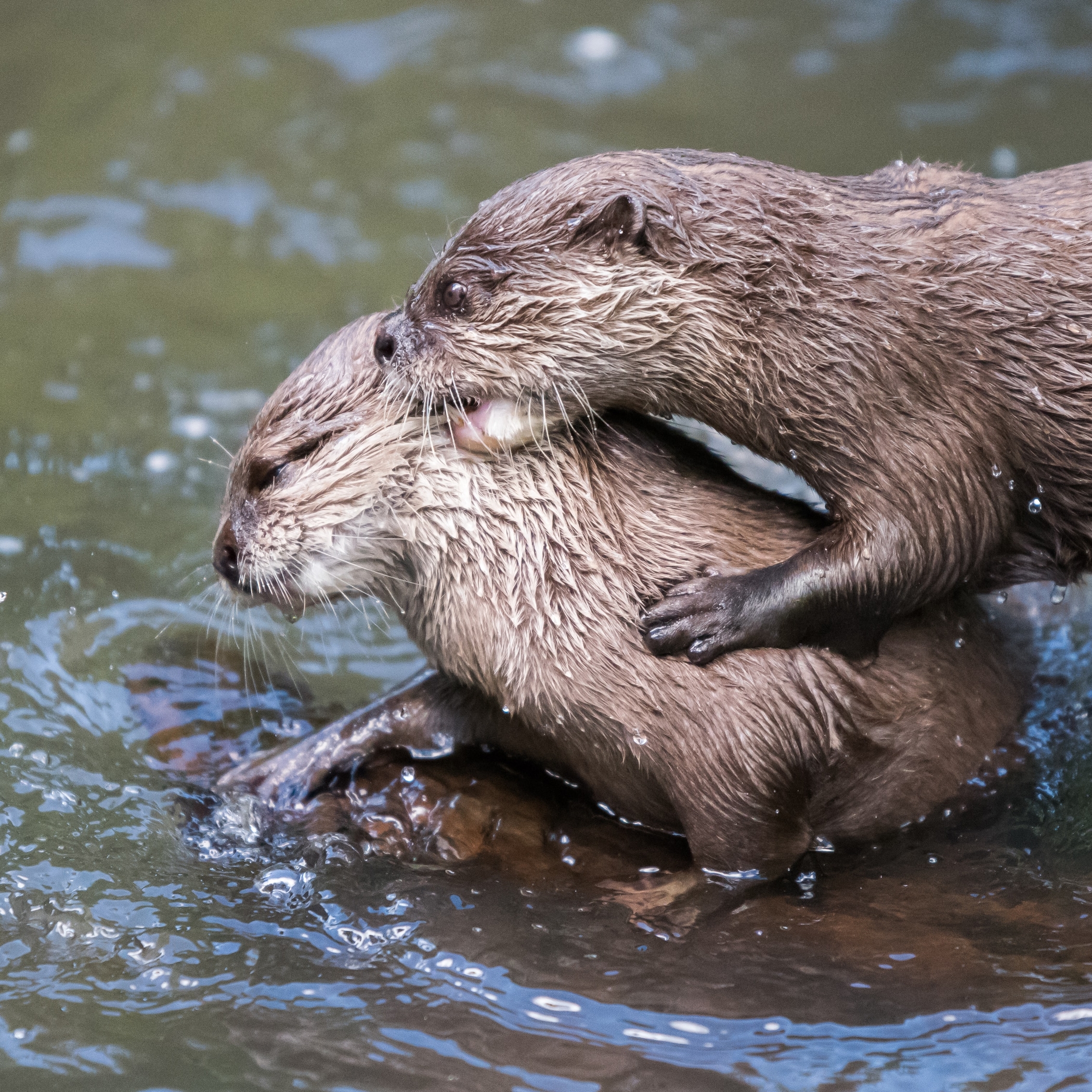 Two otters playing. Two otters playing.