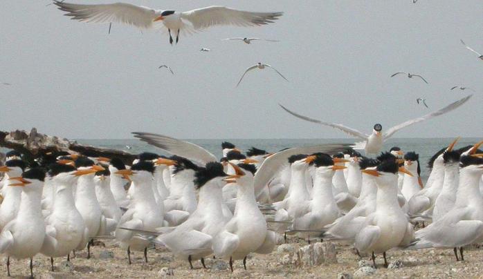 Wild birds on a beach