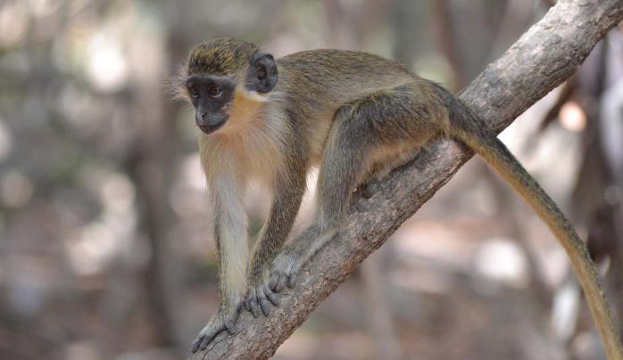 Monkey on a tree